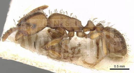 Strongylognathus-caeciliae