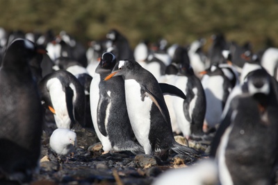 Jose_Xavier_pinguins_gentoo_Pygocelis_papua.jpg