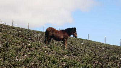 Garrano_campo_de_ensaio_projeto_Poen2preserve_.jpg