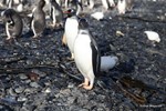 pinguins_gentoo_foto de José Xavier.jpg