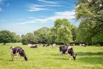 Grazing_cows_Photo_Credit_Delphotostock_Fotolia_compactada.jpg