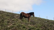 Garrano_campo_de_ensaio_projeto_Poen2preserve_.jpg