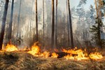 forest_fire_progress_211251_394.jpg